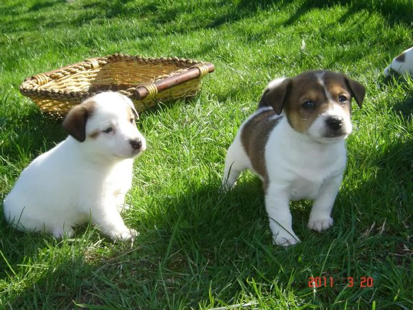 Jack Russell cuccioli