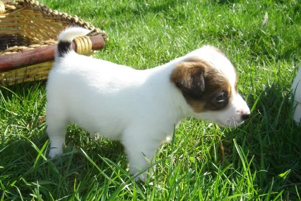 Jack Russell cuccioli | Foto 0