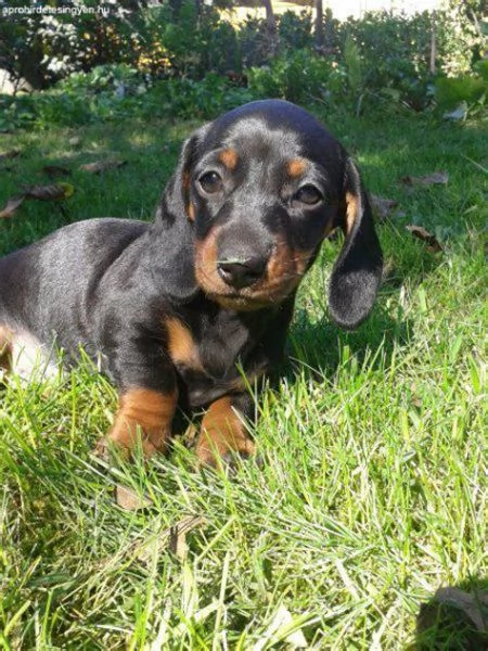 Bassotto nano maschietto | Foto 1