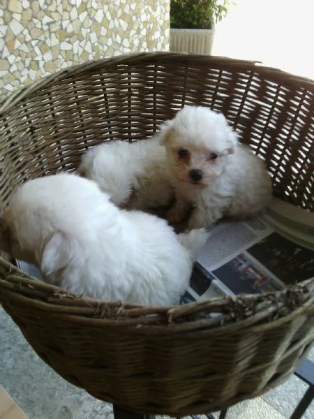 Maltese toy cuccioli