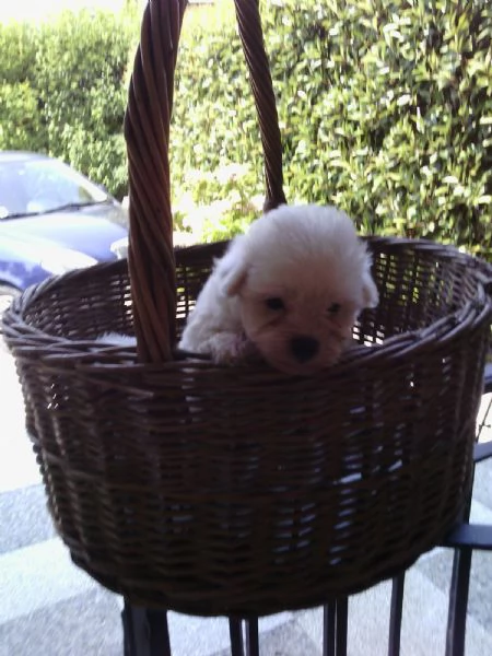 Maltese toy cuccioli | Foto 2