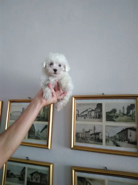 Maltese toy cuccioli | Foto 1