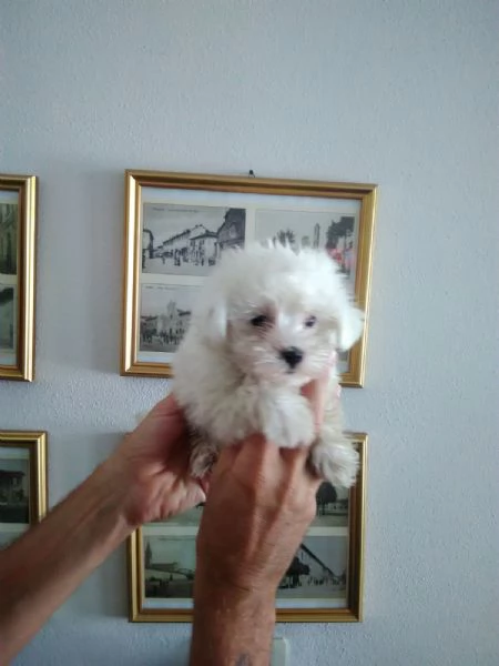 Maltese toy cuccioli | Foto 0