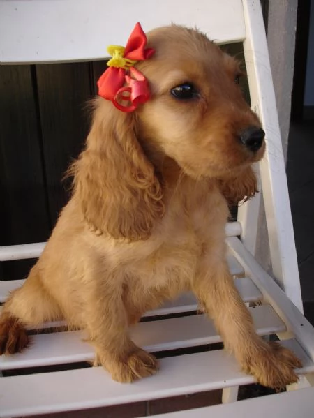 Cocker Spaniel cuccioli | Foto 2