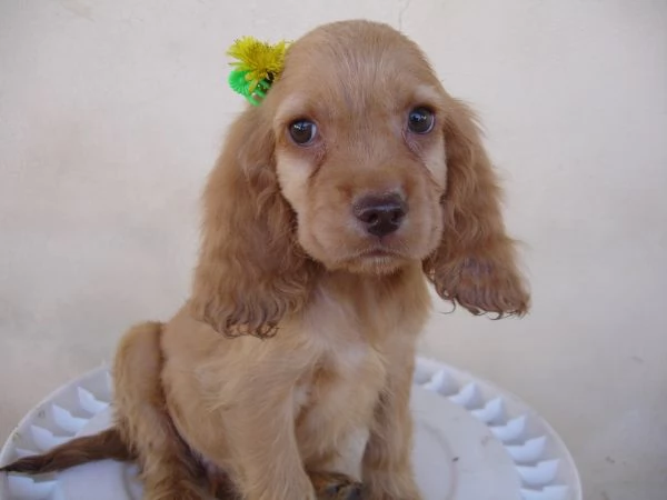Cocker Spaniel cuccioli | Foto 1