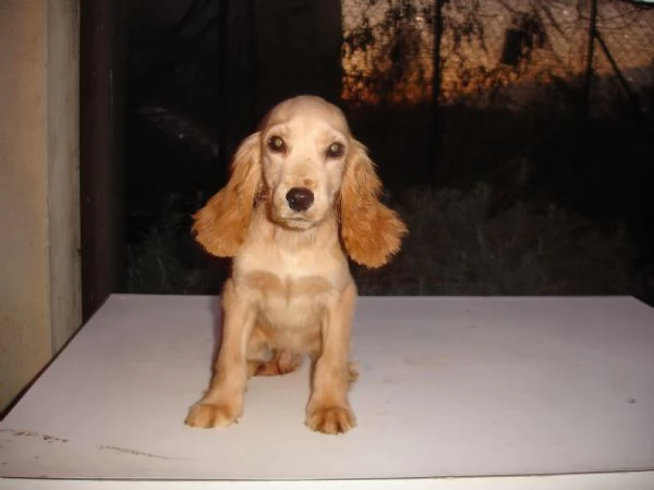 Cocker Spaniel cuccioli | Foto 0