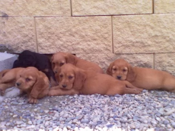 Cocker Spaniel cuccioli