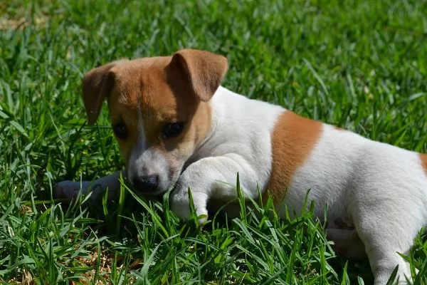 Jack Russell cuccioli | Foto 2