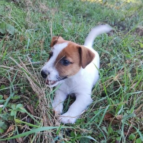 Jack Russell cuccioli | Foto 1
