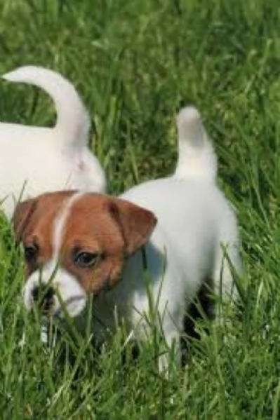 Jack Russell cuccioli