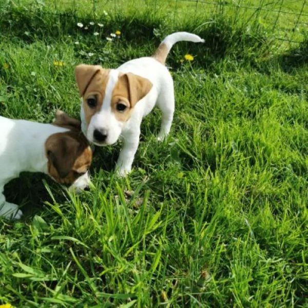 Jack Russell cuccioli | Foto 0