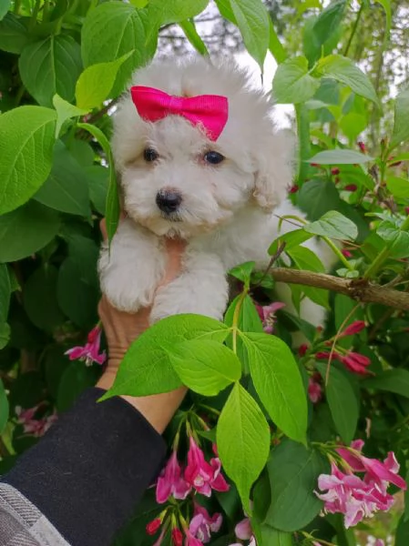 Maltipoo da borsetta