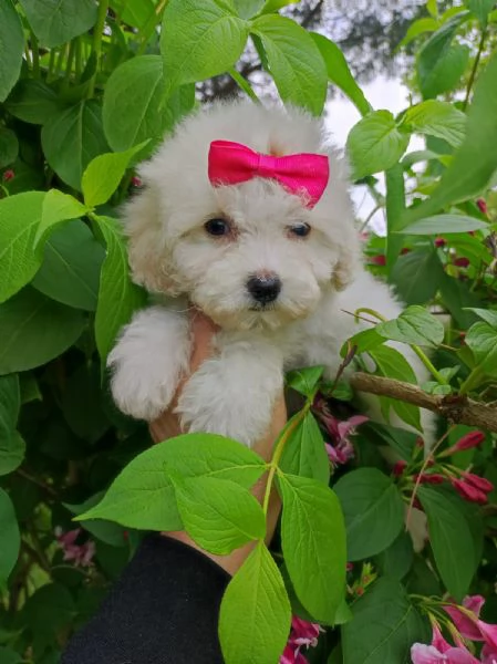 Maltipoo da borsetta | Foto 1
