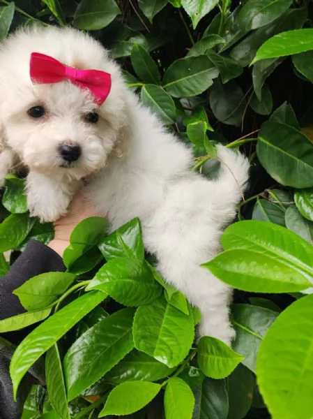 Maltipoo da borsetta | Foto 0