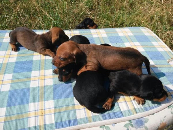 Bassotto nano cuccioli | Foto 1