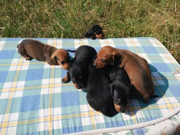 Bassotto nano cuccioli
