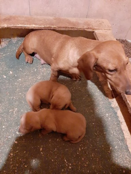 Bassotto nano cuccioli | Foto 0