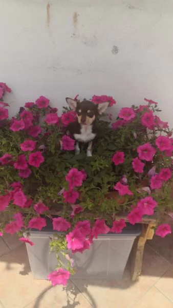 Chihuahua toy chocolate femminuccia