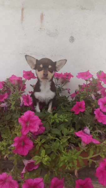 Chihuahua toy chocolate femminuccia | Foto 1