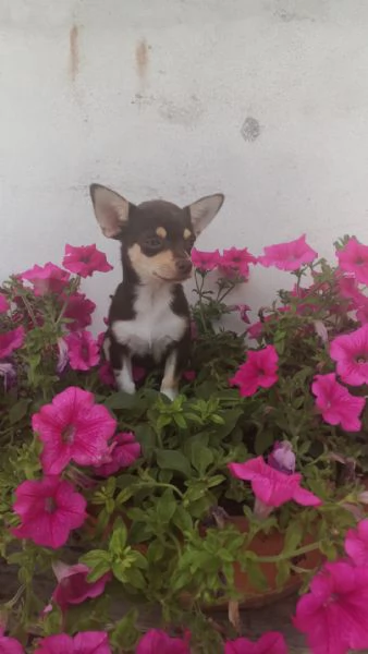 Chihuahua toy chocolate femminuccia | Foto 0
