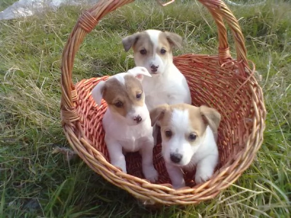 Jack Russell cuccioli