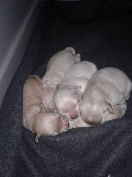 Maltipoo nano cuccioli