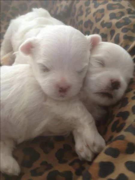 Maltipoo nano cuccioli | Foto 0