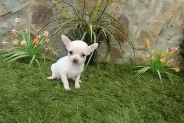 Chihuahua toy 5 mesi solo hidden kg | Foto 0