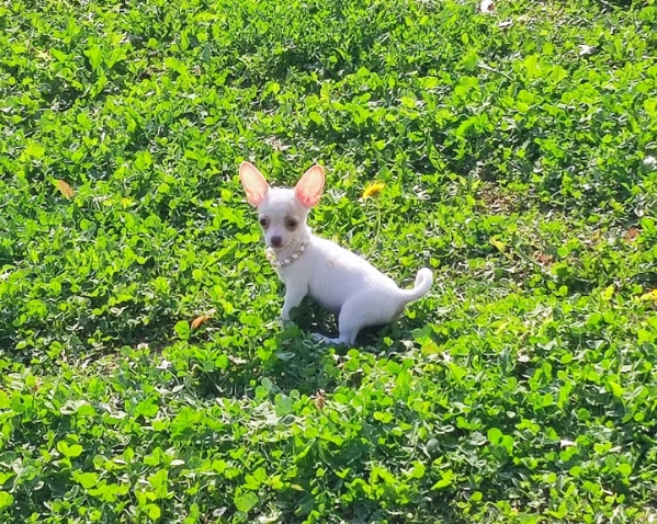 Chihuahua toy 5 mesi solo hidden kg