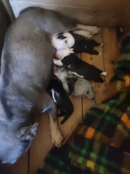 Bouledogue francese cuccioli | Foto 1