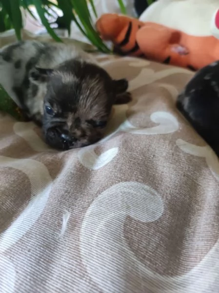 Bouledogue francese cuccioli