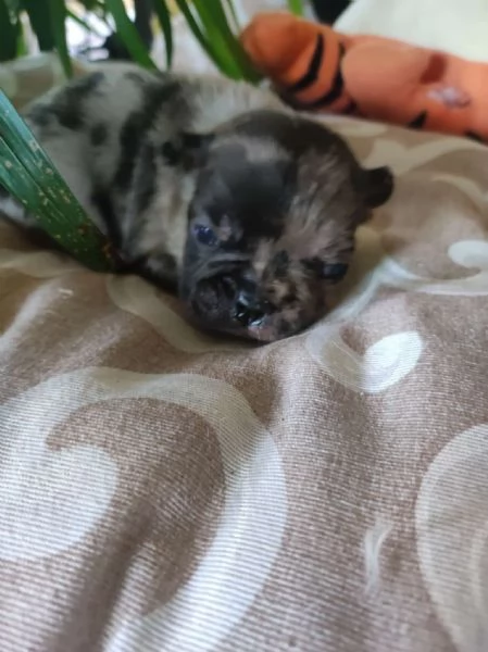 Bouledogue francese cuccioli | Foto 0