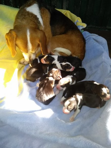 Beagle tricolore cuccioli | Foto 0