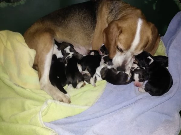Beagle tricolore cuccioli