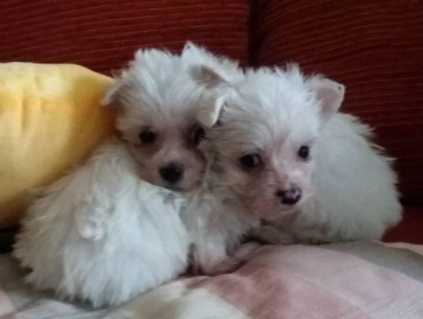 Maltese toy maschietti | Foto 0