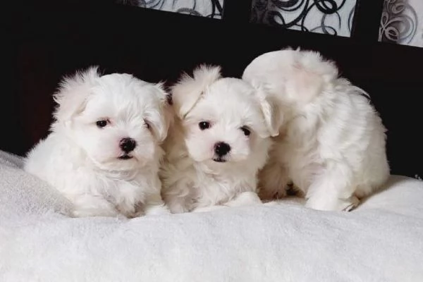 Maltese toy maschietti