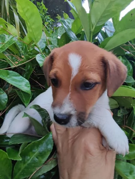 Jack Russell cuccioli | Foto 2