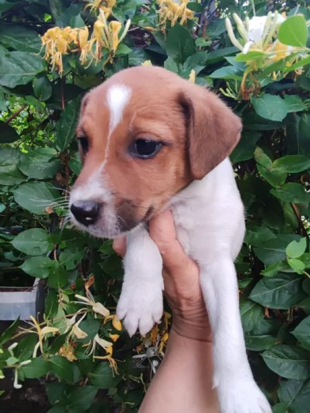 Jack Russell cuccioli | Foto 1