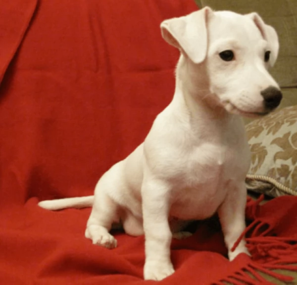 Jack Russell cuccioli
