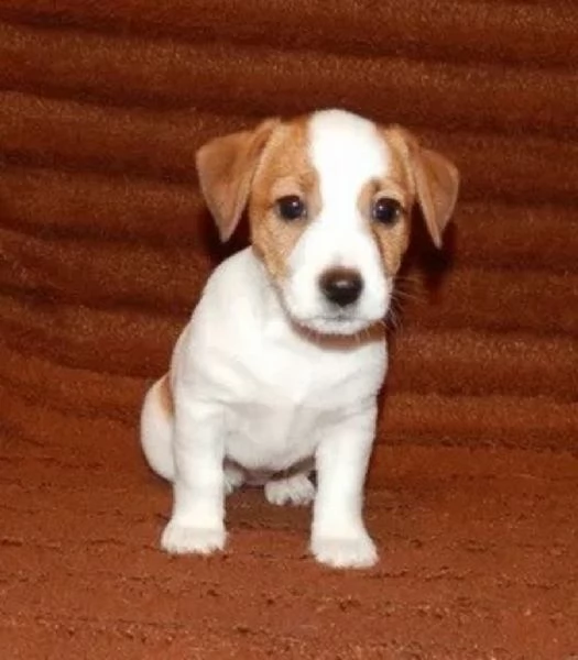 Jack Russell cuccioli | Foto 0