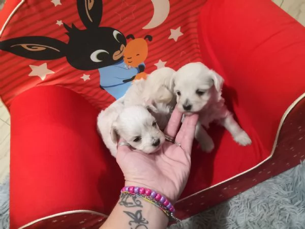 Maltipoo cuccioli