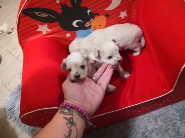 Maltipoo cuccioli | Foto 0