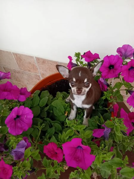 Chihuahua toy femminuccia cioccolato