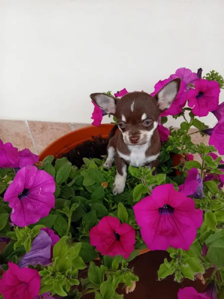Chihuahua toy femminuccia cioccolato | Foto 1