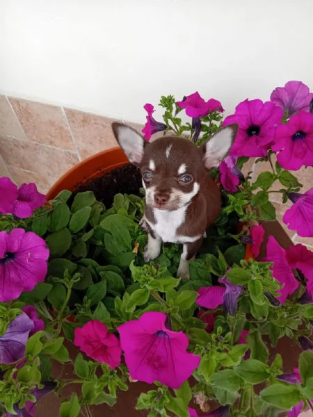 Chihuahua toy femminuccia cioccolato | Foto 0