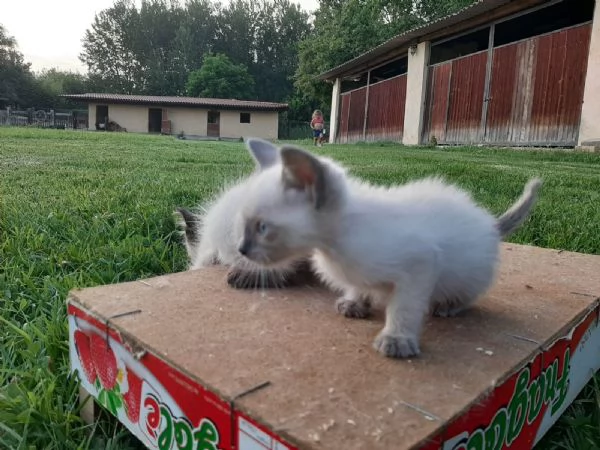 Siamese Tradizionale femminuccia | Foto 1