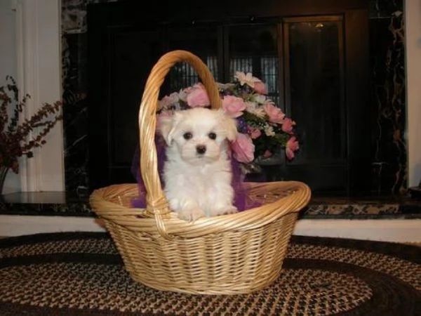 Maltese toy maschietti | Foto 1