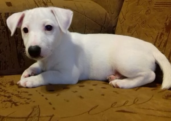 Jack Russell cuccioli | Foto 0