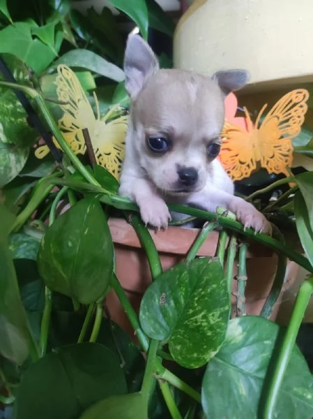 Chihuahua toy e mini toy | Foto 4