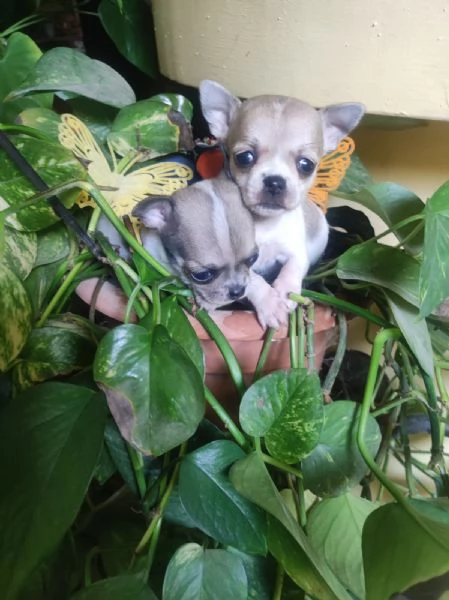 Chihuahua toy e mini toy | Foto 3